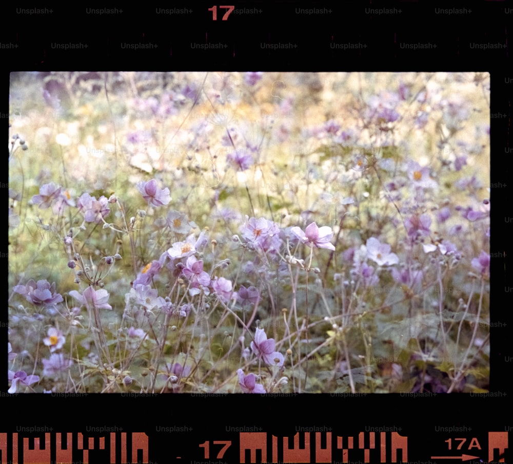 a picture of a field of wild flowers