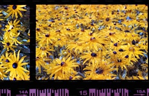 two pictures of a field of yellow flowers