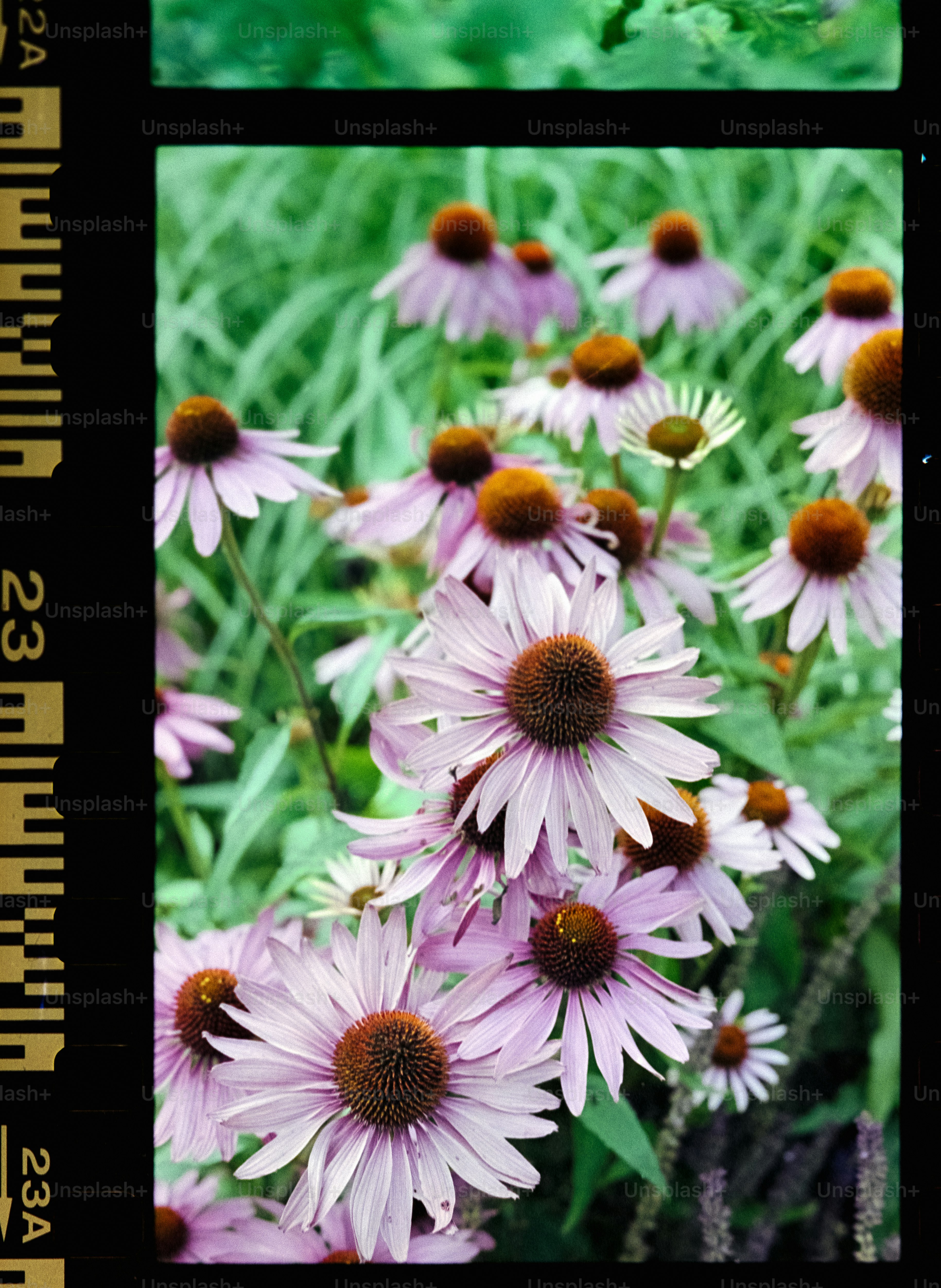 un ramo de flores que están en la hierba