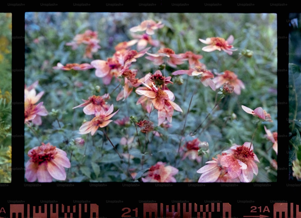 two pictures of pink flowers in a field