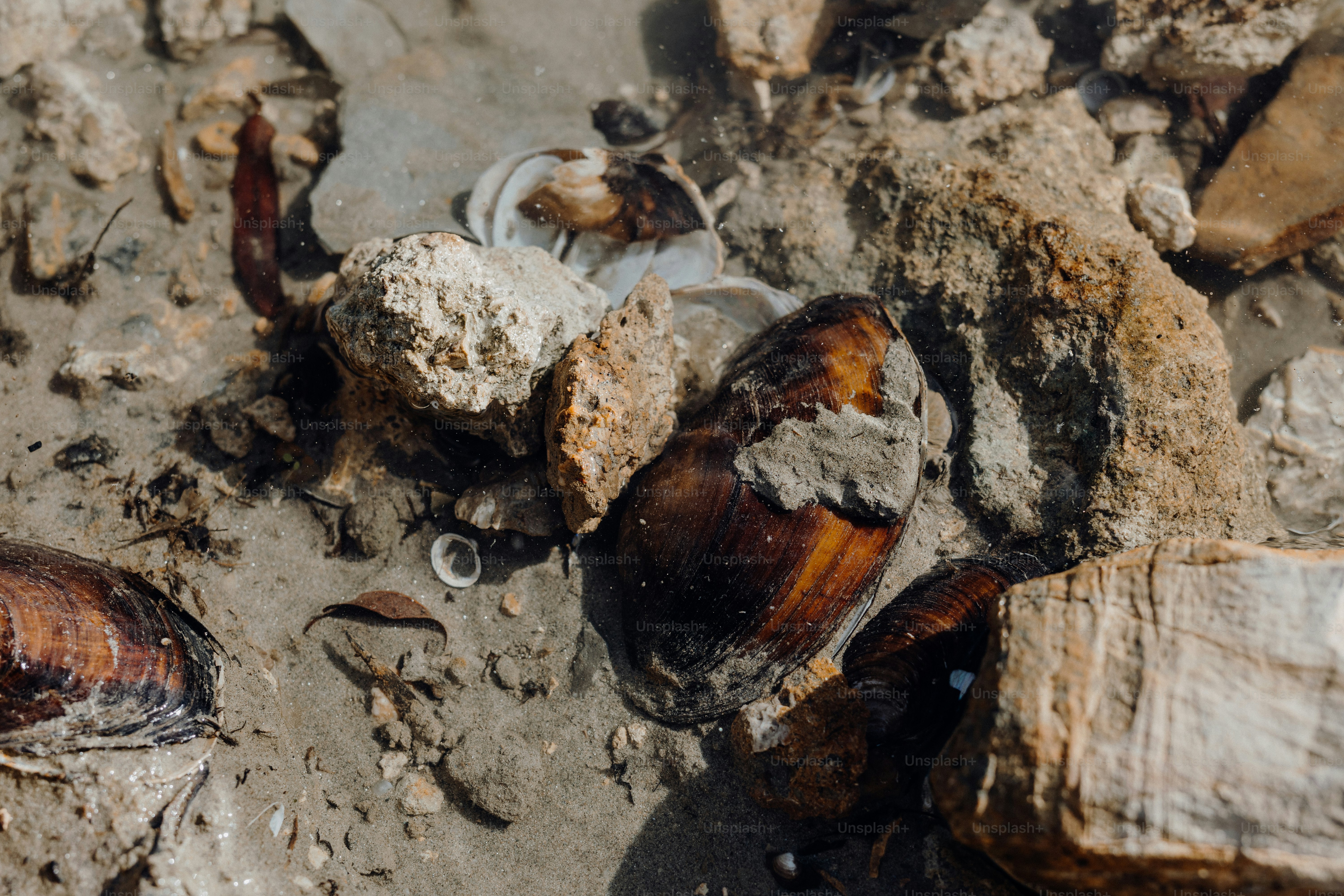 A close up of a bunch of dead bugs on the ground photo – Wildlife Image ...