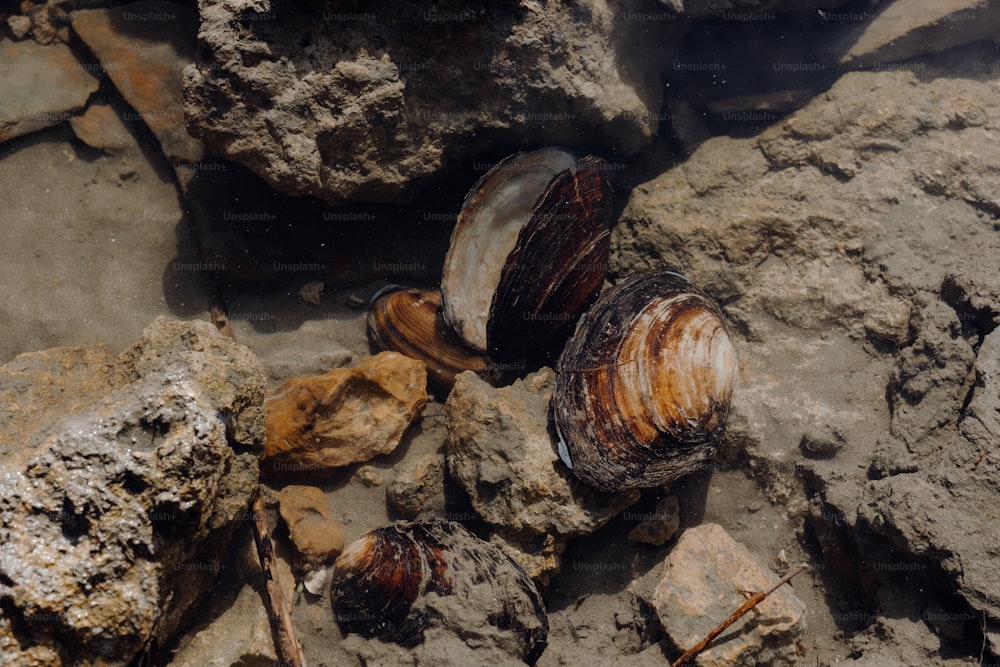um close up de conchas em uma superfície rochosa