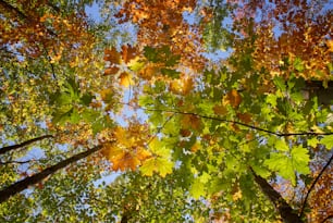 looking up at the leaves of a tree in autumn