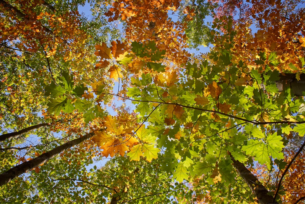 looking up at the leaves of a tree in autumn