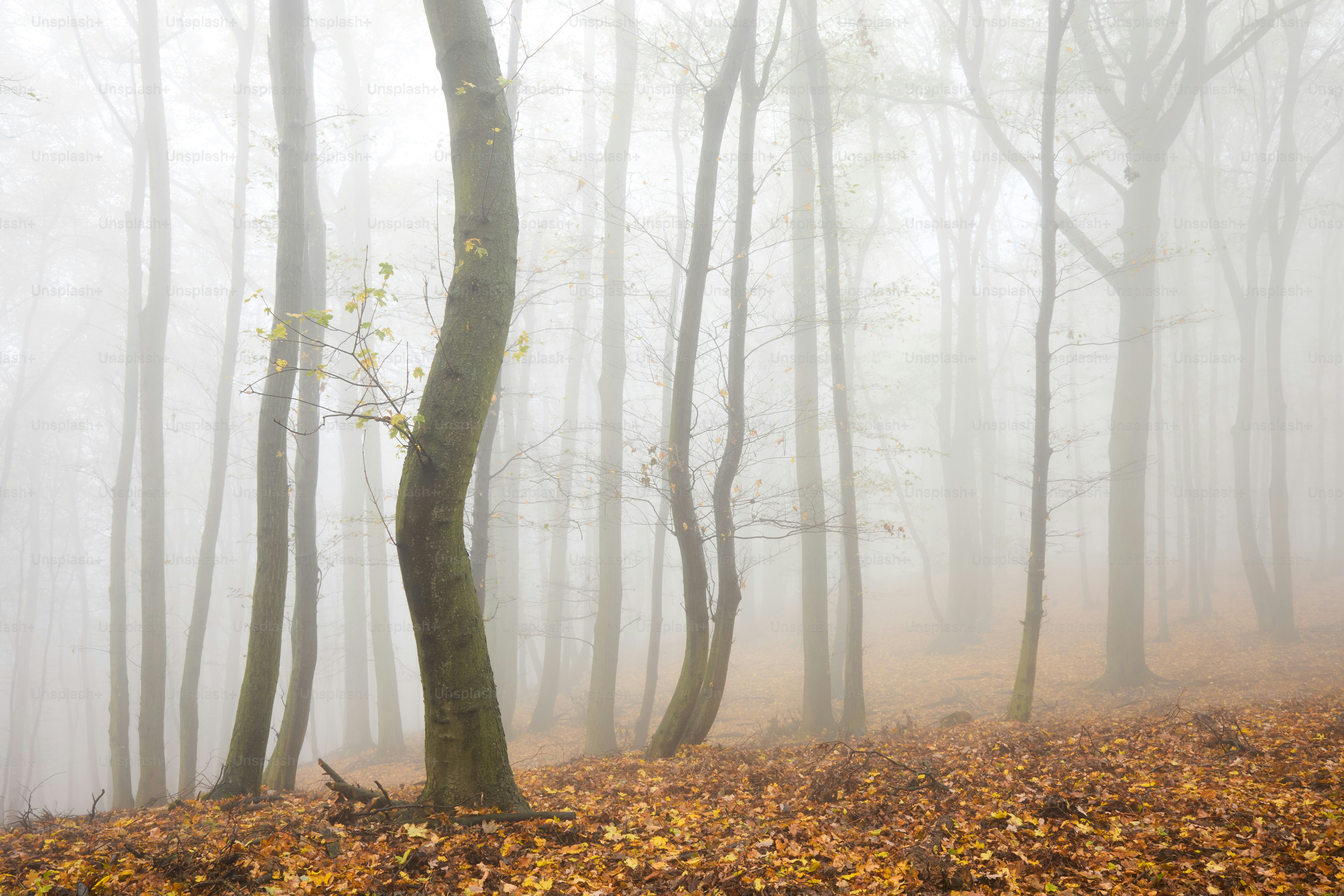 A foggy forest filled with lots of trees photo – Trees Image on Unsplash