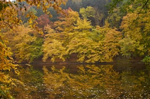 a body of water surrounded by lots of trees