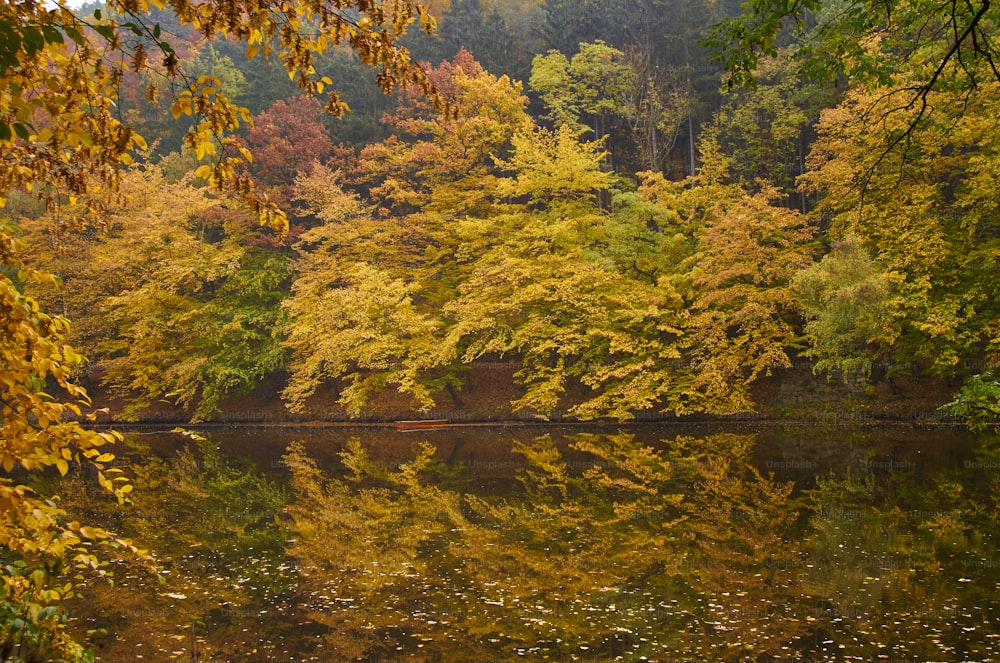 a body of water surrounded by lots of trees