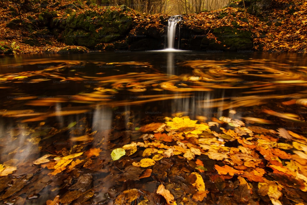 a waterfall surrounded by leaves in a forest