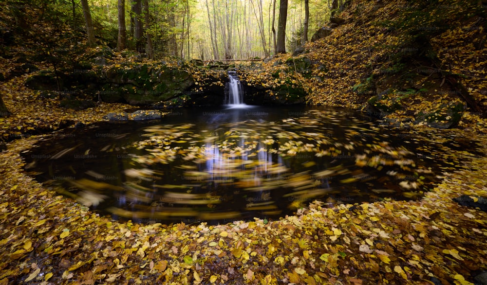 a small waterfall surrounded by leaves in a forest