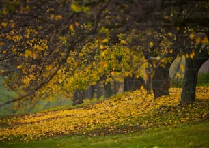 eine Parkbank, die unter einem mit Blättern gefüllten Baum sitzt