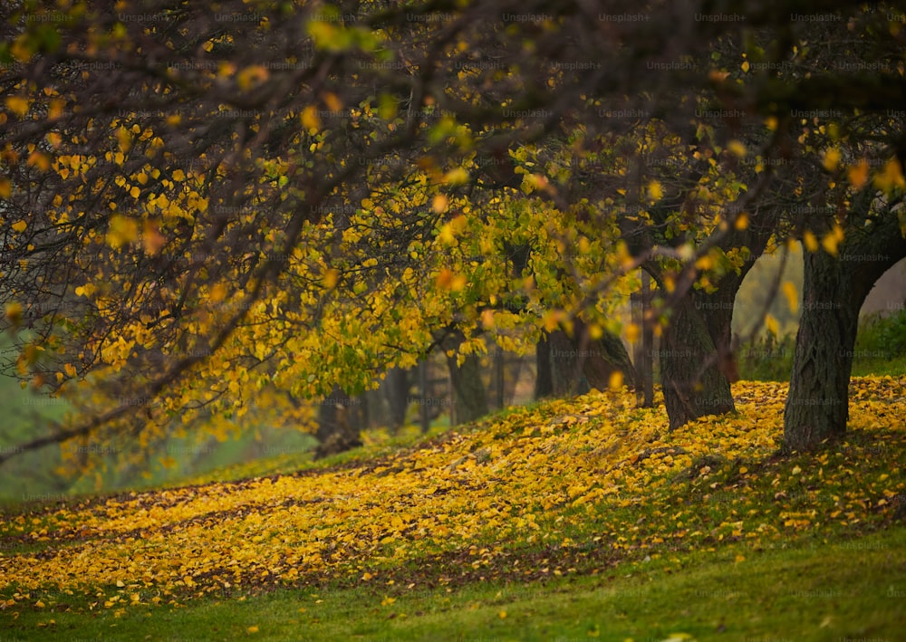 葉っぱが生�い茂る木の下に鎮座する公園のベンチ