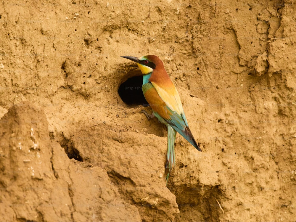 un uccello colorato seduto in cima a una roccia