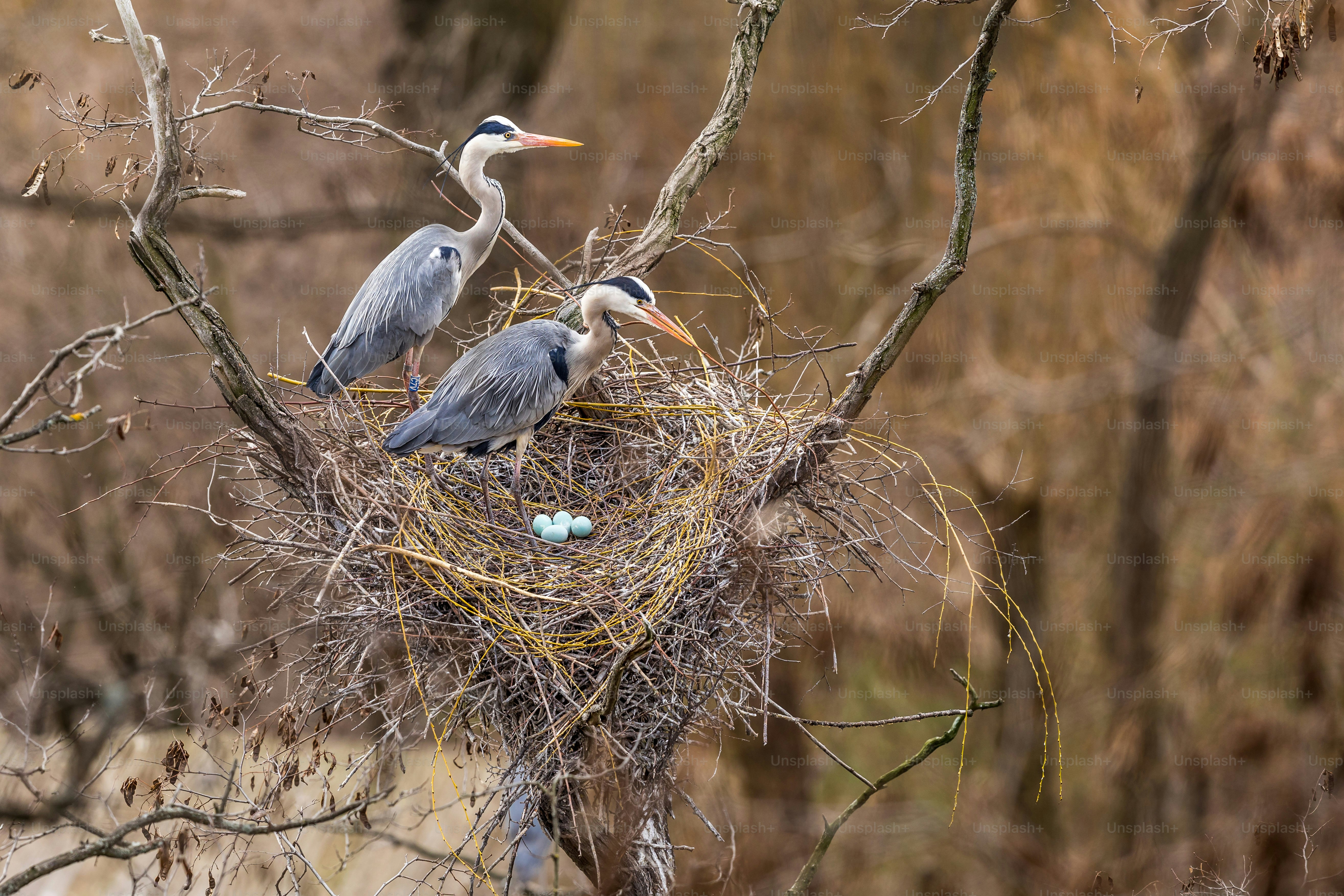 a couple of birds sitting on top of a nest