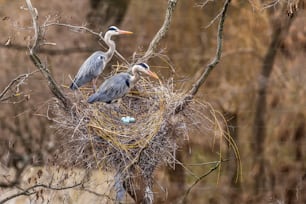 Un par de pájaros sentados encima de un nido