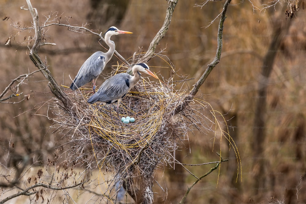 um par de pássaros sentados em cima de um ninho