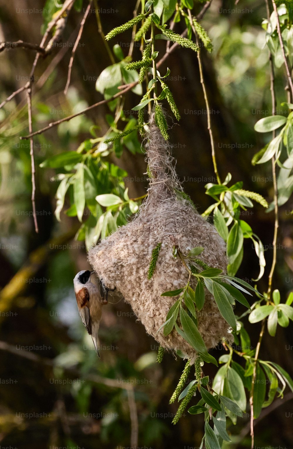 um pássaro está pendurado de cabeça para baixo em uma árvore