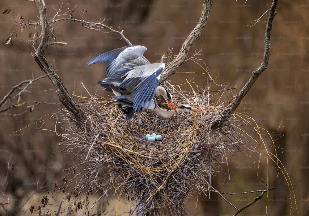 Un uccello sta costruendo il suo nido su un albero