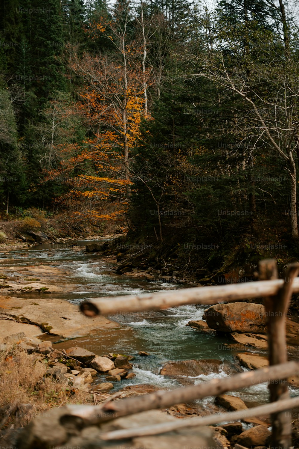 a river running through a forest filled with lots of trees