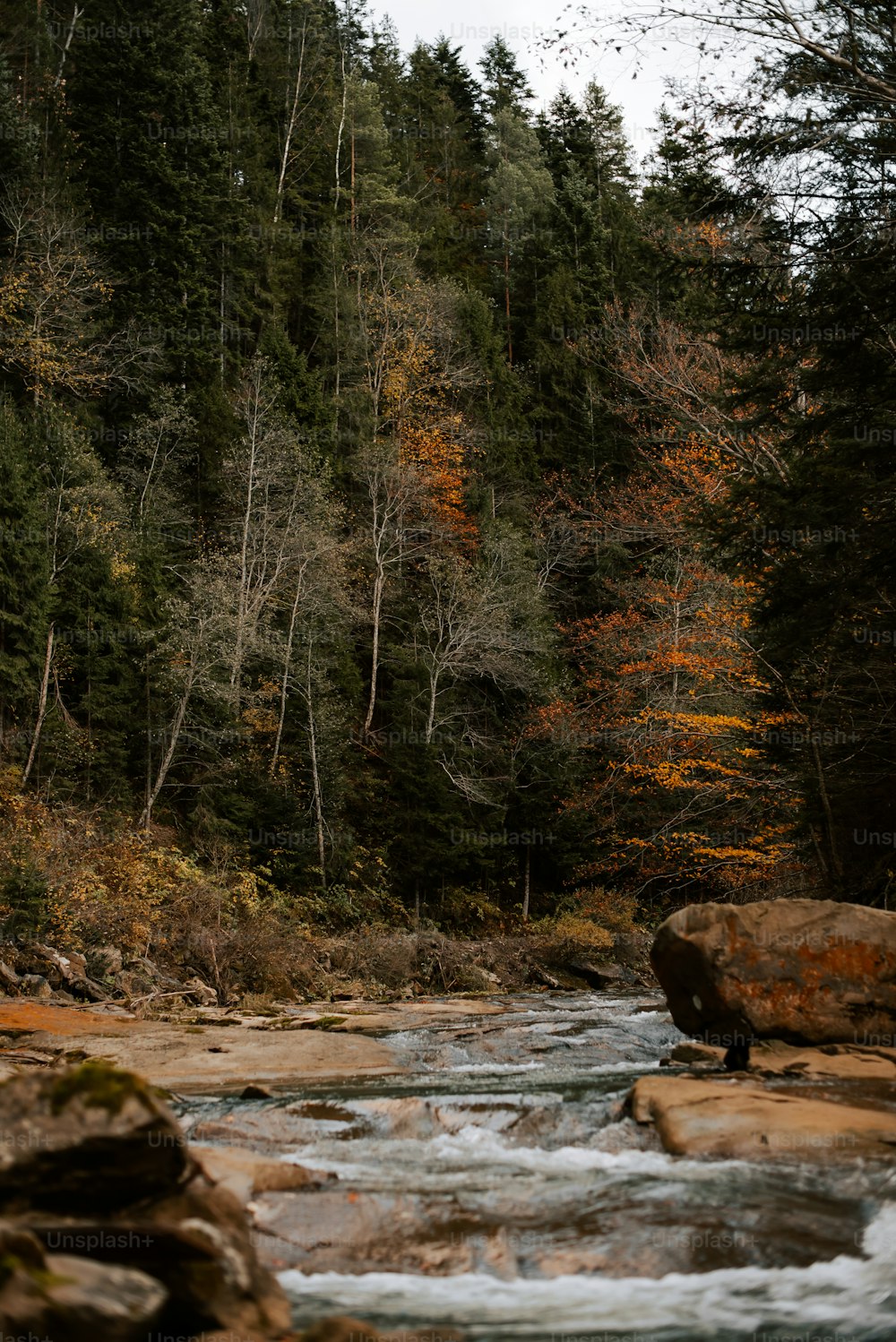 un fiume che scorre attraverso una foresta piena di alberi