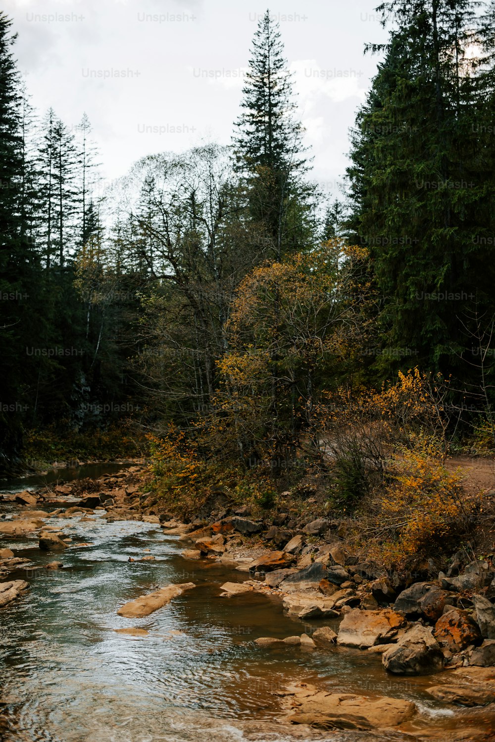 ein Fluss, der durch einen Wald mit vielen Bäumen fließt
