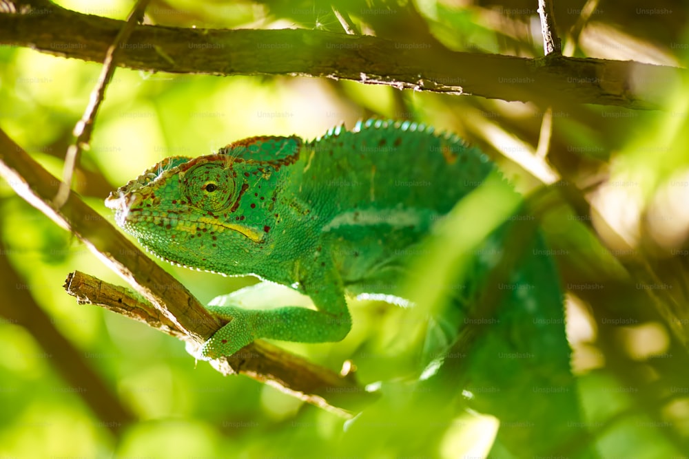 um camaleão verde sentado em um galho de árvore