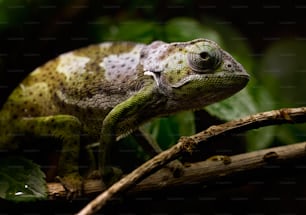 a close up of a lizard on a branch