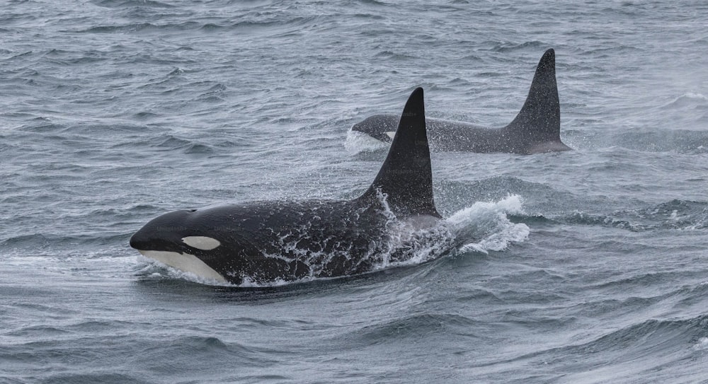 a couple of orca's swimming in the ocean
