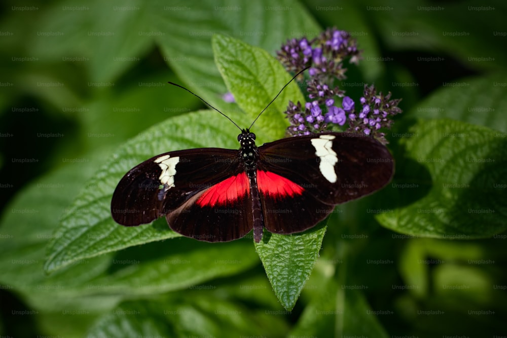 a red and black butterfly sitting on top of a green leaf