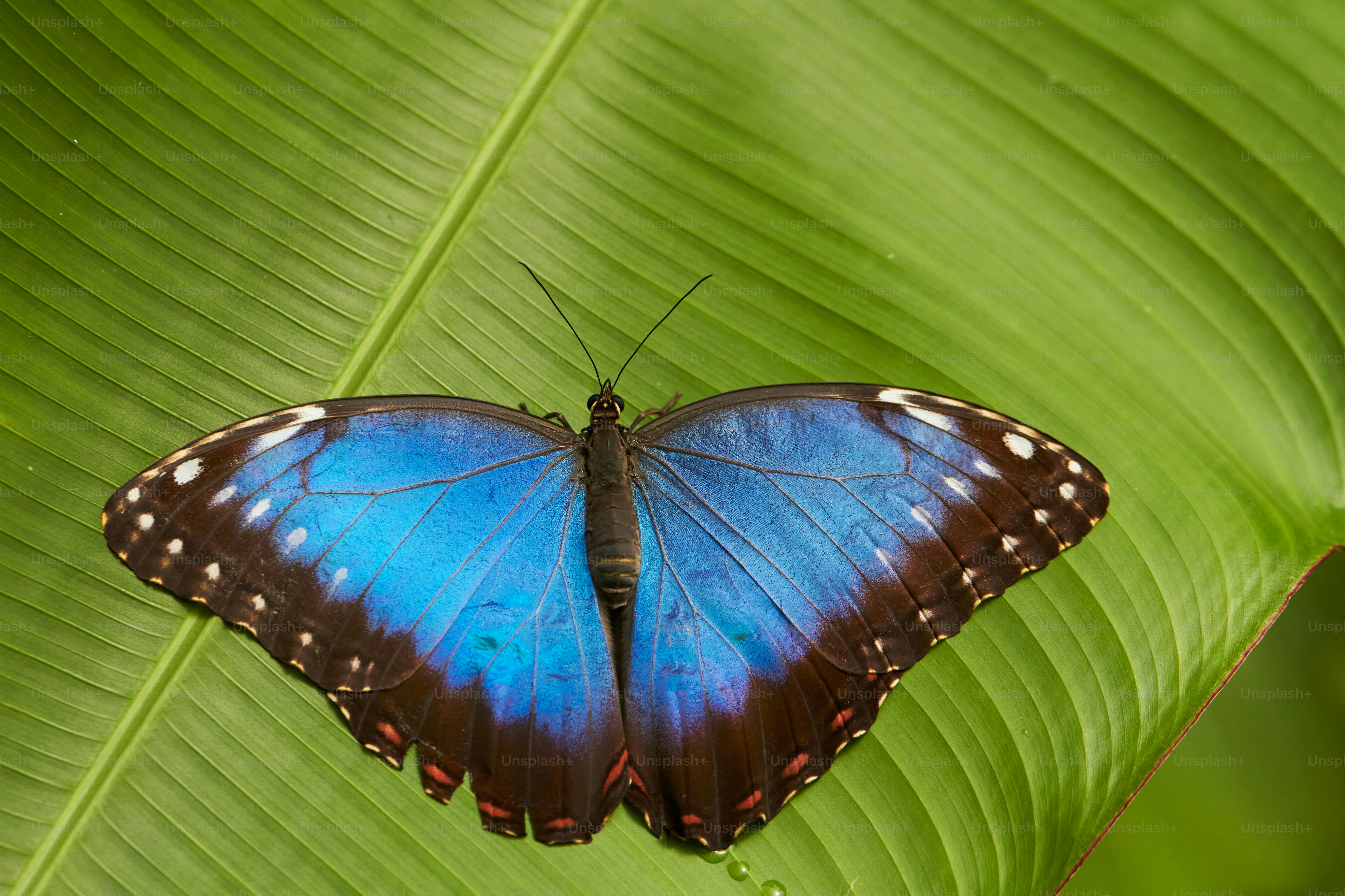 a blue butterfly sitting on top of a green leaf