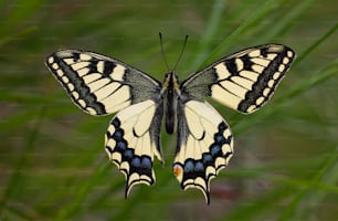 a yellow and black butterfly sitting on top of a green plant