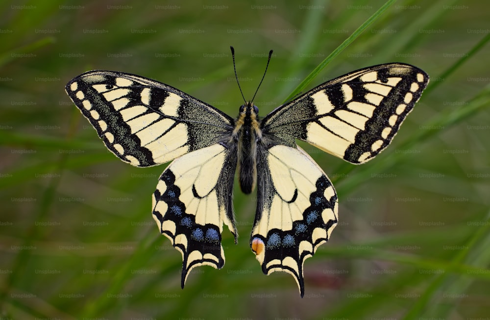 a yellow and black butterfly sitting on top of a green plant