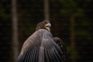 a bird that is sitting on a tree branch