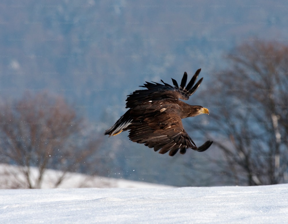 a large bird flying over a snow covered field