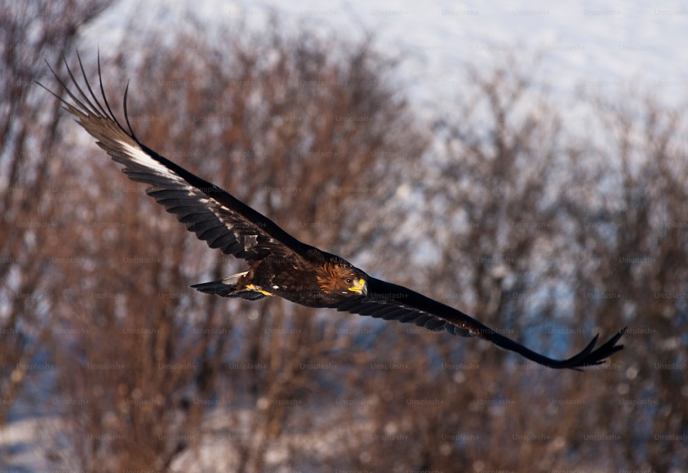 雪に覆われた森の上を飛ぶ大きな鳥