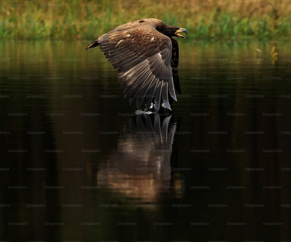 Un uccello che vola sopra uno specchio d'acqua