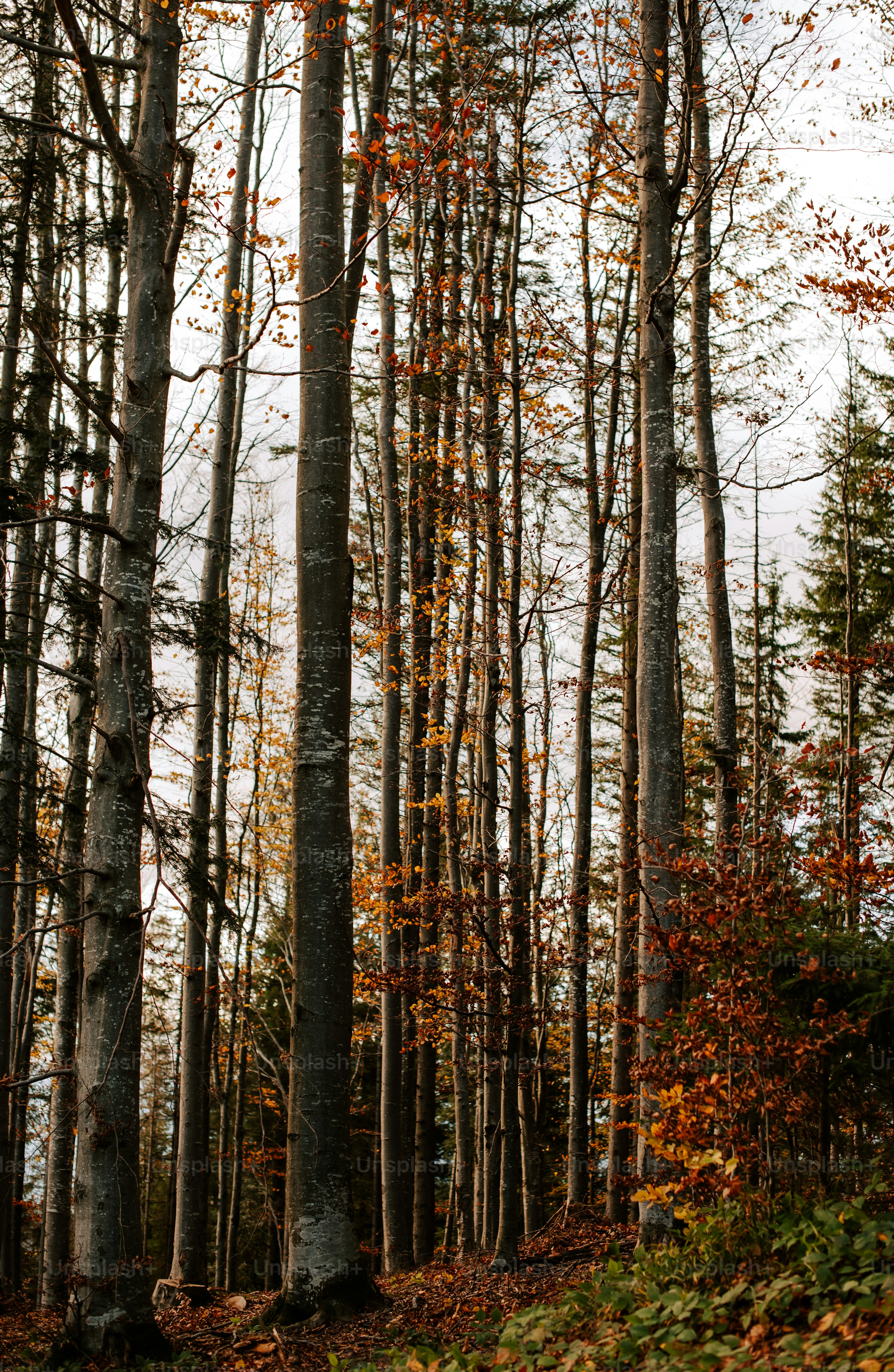 a forest filled with lots of tall trees