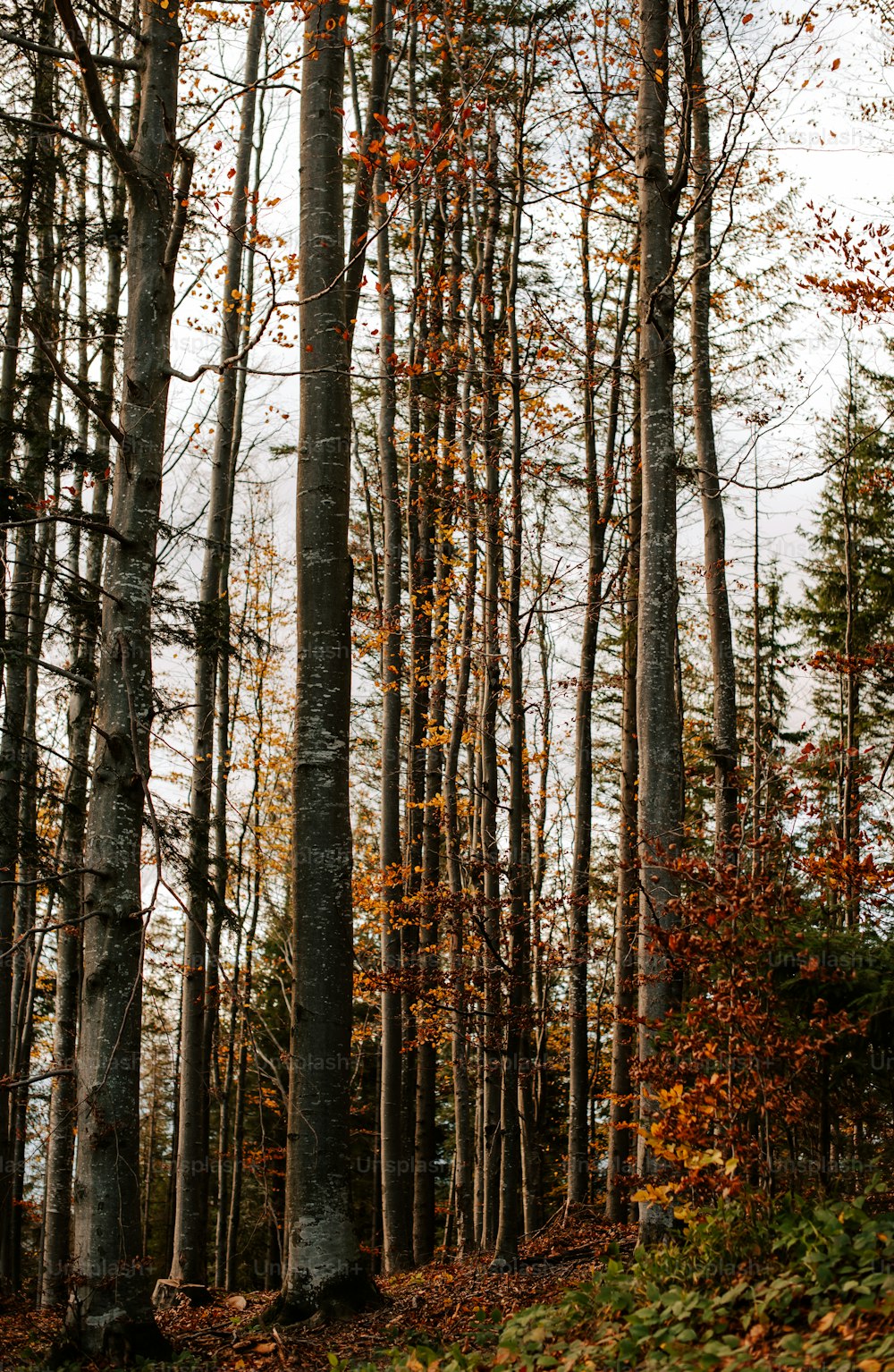 a forest filled with lots of tall trees