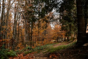 a dirt path in the middle of a forest