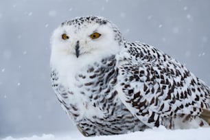 雪の中に佇む白と茶色のフクロウ