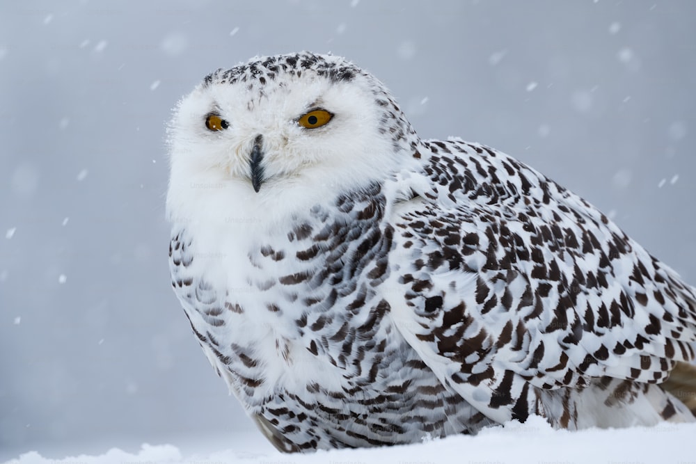 a white and brown owl standing in the snow