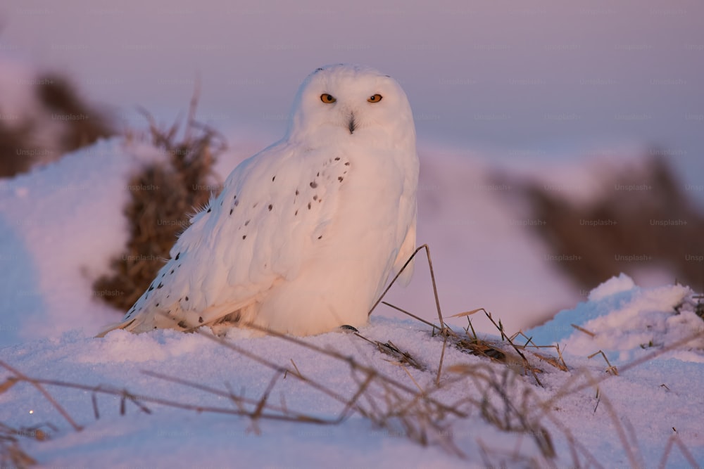 a white owl is sitting in the snow