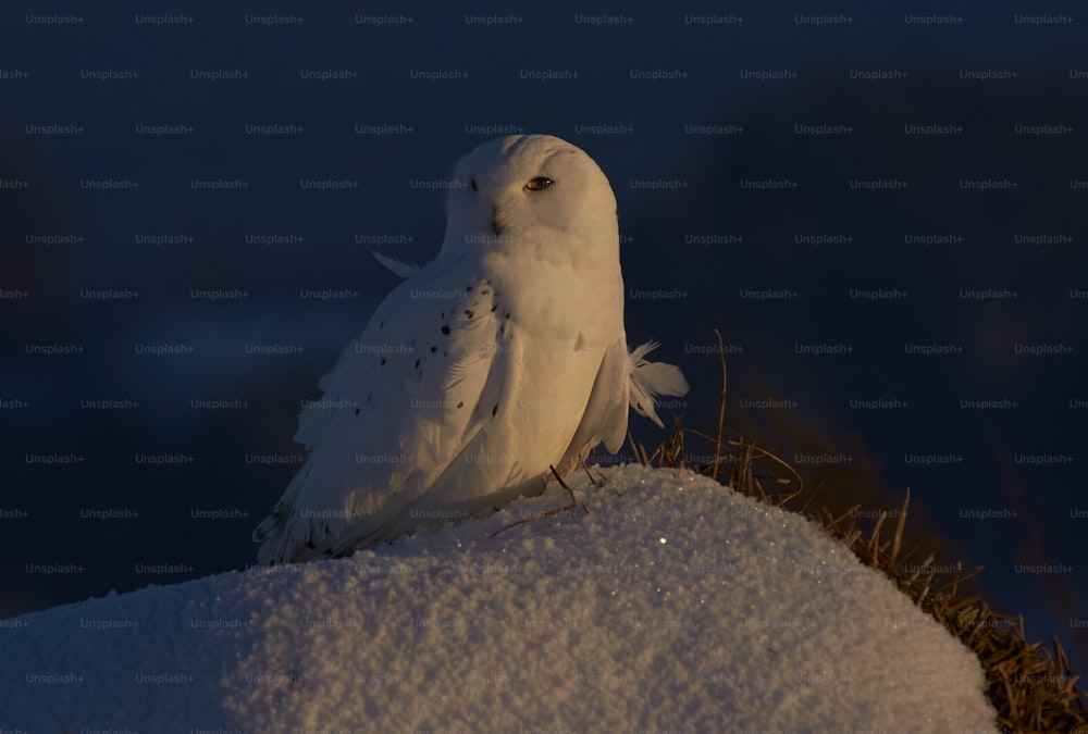 uma coruja branca sentada em cima de uma pilha de neve