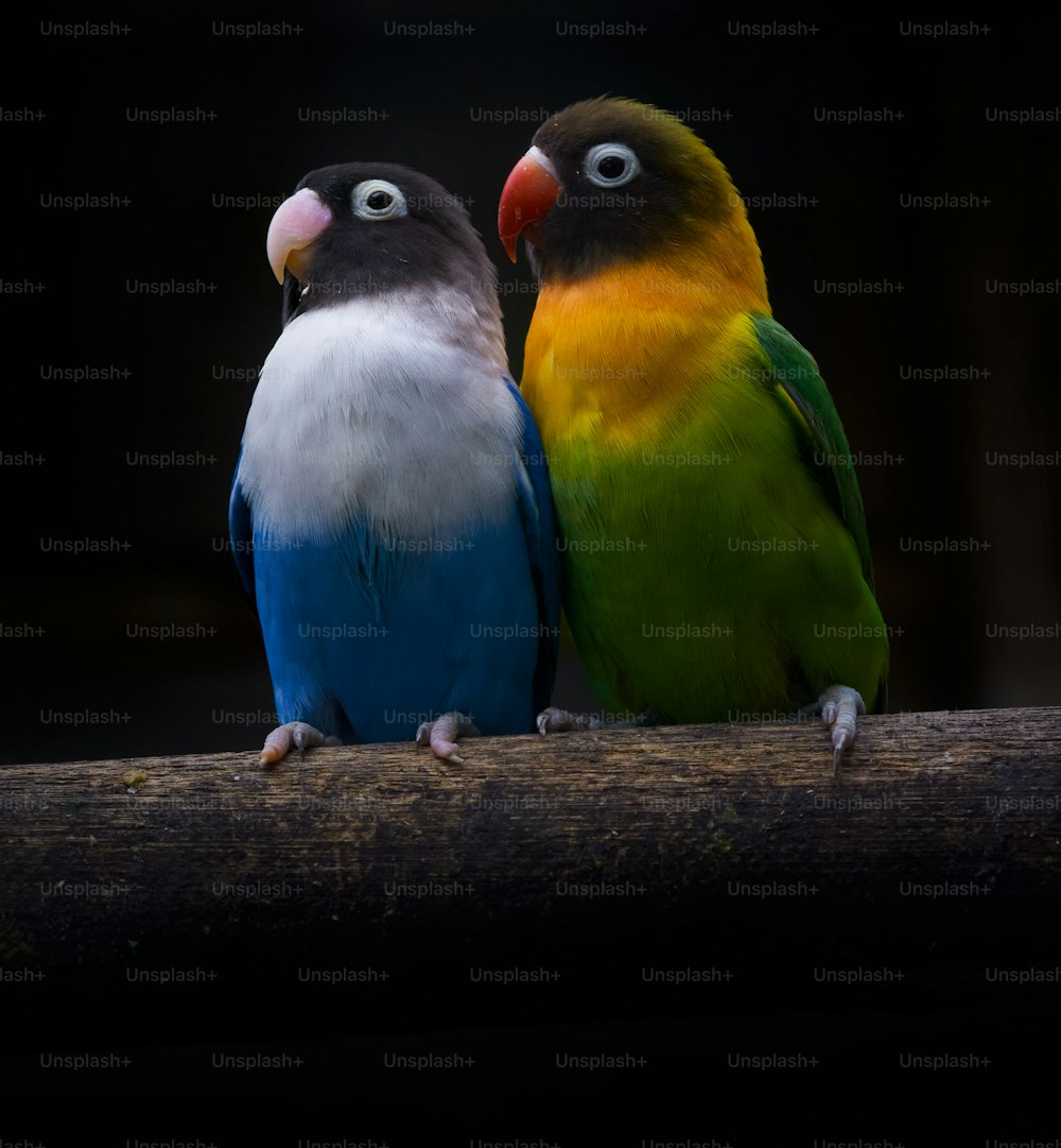 dois pássaros coloridos sentados em cima de um galho de árvore