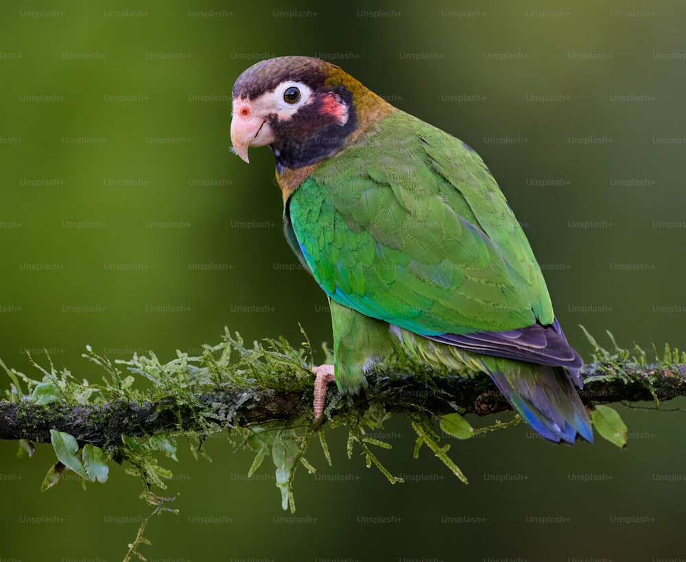 이끼가 낀 나뭇가지에 앉아있는 녹색 앵무새