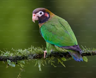 a green parrot perched on a branch with moss