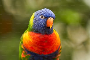 um pássaro multicolorido está de pé em um galho