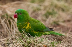 a green and yellow bird sitting on top of dry grass