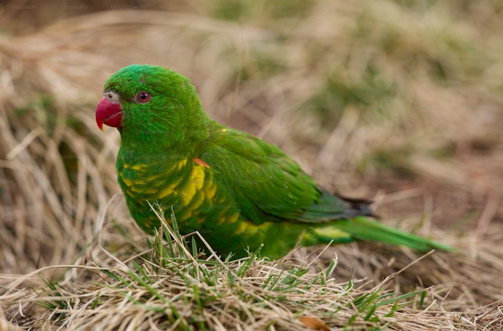 un oiseau vert et jaune assis sur de l’herbe sèche