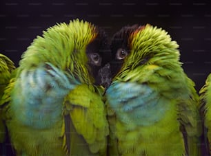 um close up de um grupo de pássaros verdes