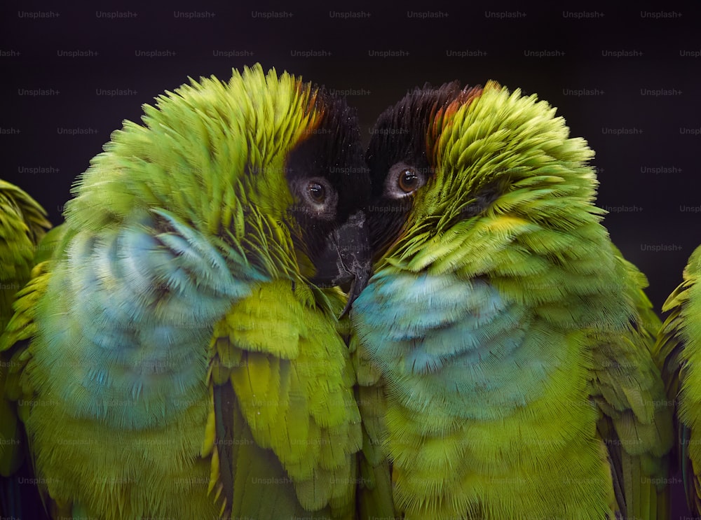 a close up of a group of green birds